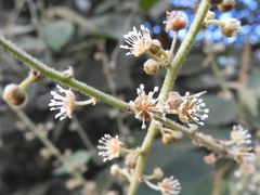Croton magdalenensis