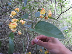 Stigmaphyllon echitoides