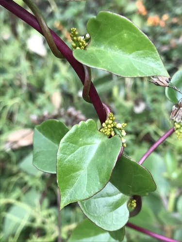 Anredera brachystachys, photograph 1