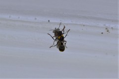 Ropalidia guttatipennis