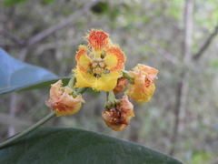 Stigmaphyllon echitoides