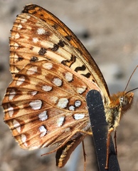 Speyeria egleis