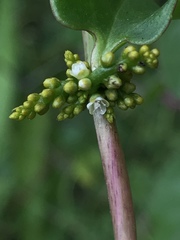 Anredera brachystachys