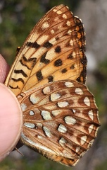 Speyeria egleis