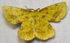 Xanthotype rufaria