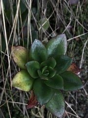 Echeveria bicolor