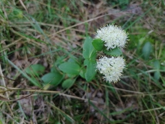 Hylotelephium maximum ruprechtii