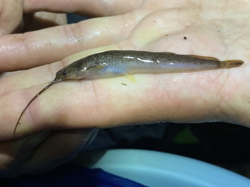 Forest catfish (Clarias buthupogon) — Clariidae — 3