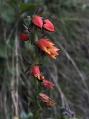 Echeveria bicolor