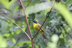 Rubigula melanicterus