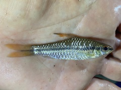 Enteromius prionacanthus