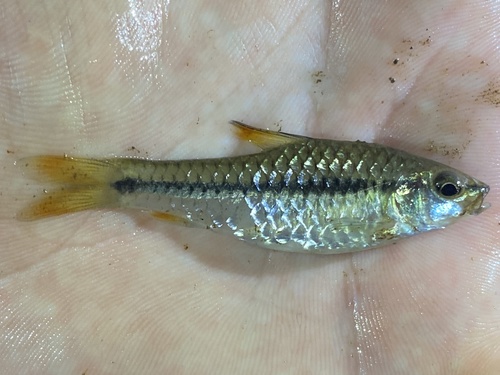 Spotscale barb (Enteromius holotaenia) — Cyprinidae — 2
