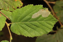 Phyllonorycter coryli