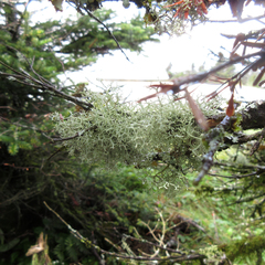 Pseudevernia cladonia