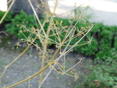Opopanax chironium