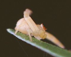 Thomisidae