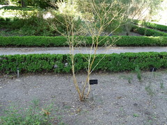 Opopanax chironium