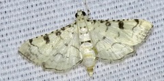 Hileithia differentialis