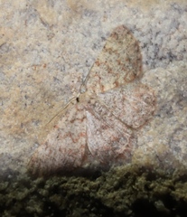 Idaea fumilinea confracta