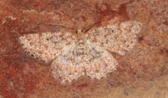 Idaea fumilinea confracta
