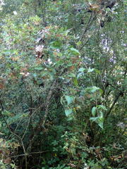 Rhododendron serrulatum