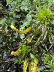 Anthoceros