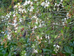 Rhododendron serrulatum