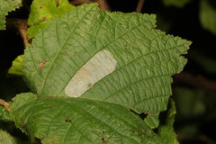 Phyllonorycter coryli