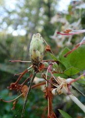 Rhododendron serrulatum