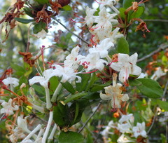 Rhododendron serrulatum