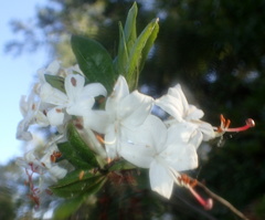 Rhododendron serrulatum