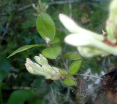 Rhododendron serrulatum