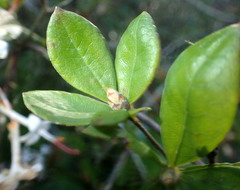 Rhododendron serrulatum
