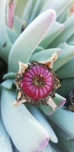 Mesembryanthemum candidissimum (Haw.) N.E.Br. 3