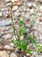 Oenothera podocarpa