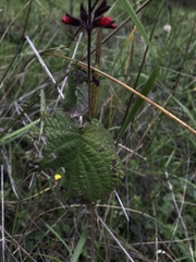 Salvia rubescens