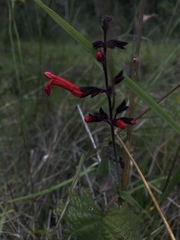 Salvia rubescens