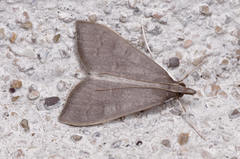 Mecyna asinalis
