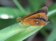 Iambrix salsala salsala