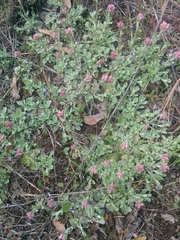Antennaria rosea