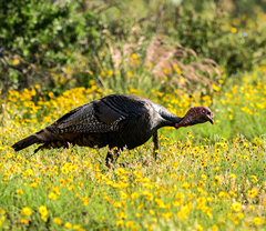 Meleagris gallopavo intermedia