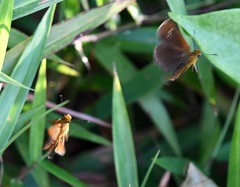 Iambrix salsala salsala