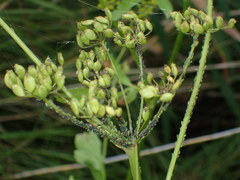 Cavariella pastinacae