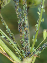 Cavariella pastinacae