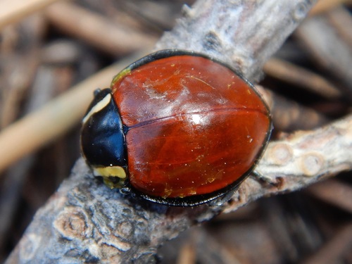 LeConte's Giant Lady Beetle