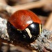 Leconte's Giant Lady Beetle - Photo (c) William Mason, some rights reserved (CC BY-NC), uploaded by William Mason
