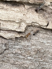 Temnothorax schaumii