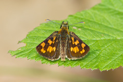 Carterocephalus mandan