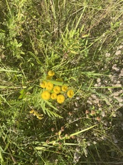 Tanacetum vulgare