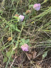 Trifolium pratense
